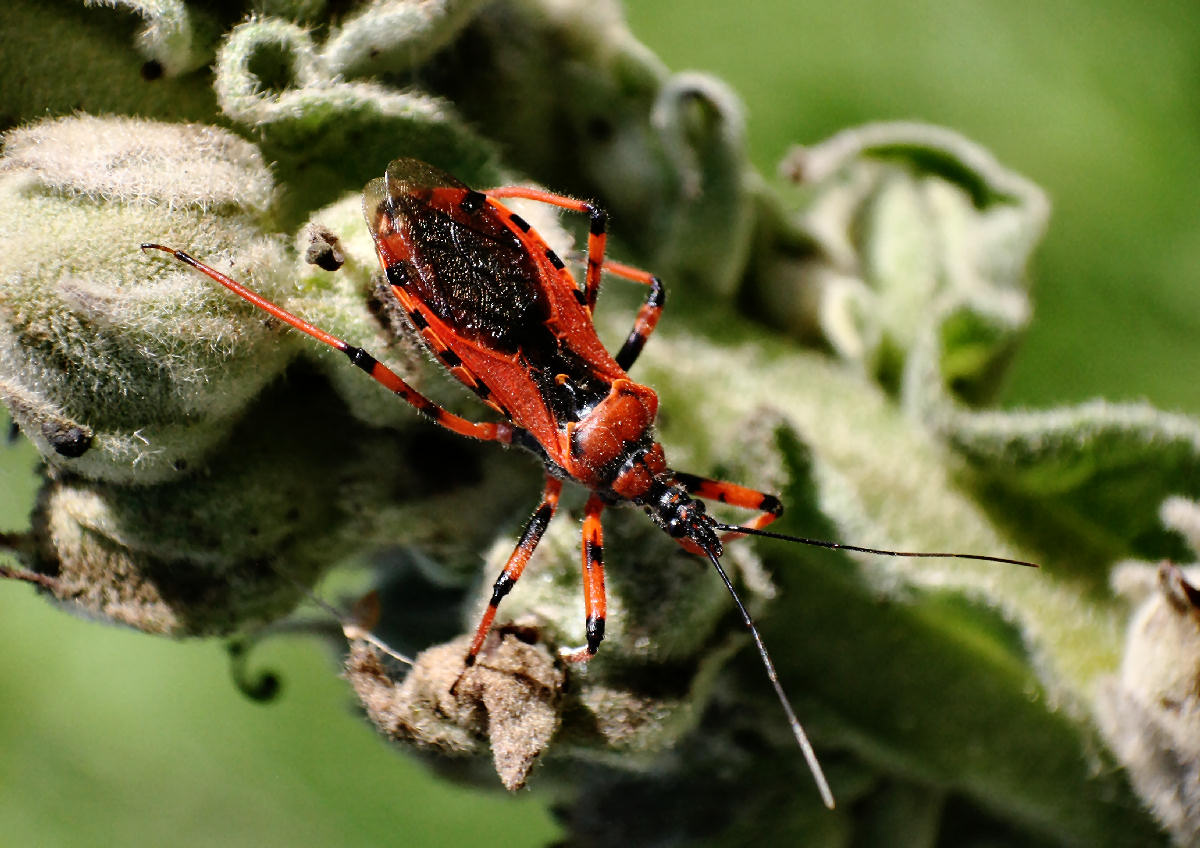 Rhynocoris - iracundus o rubricus ?